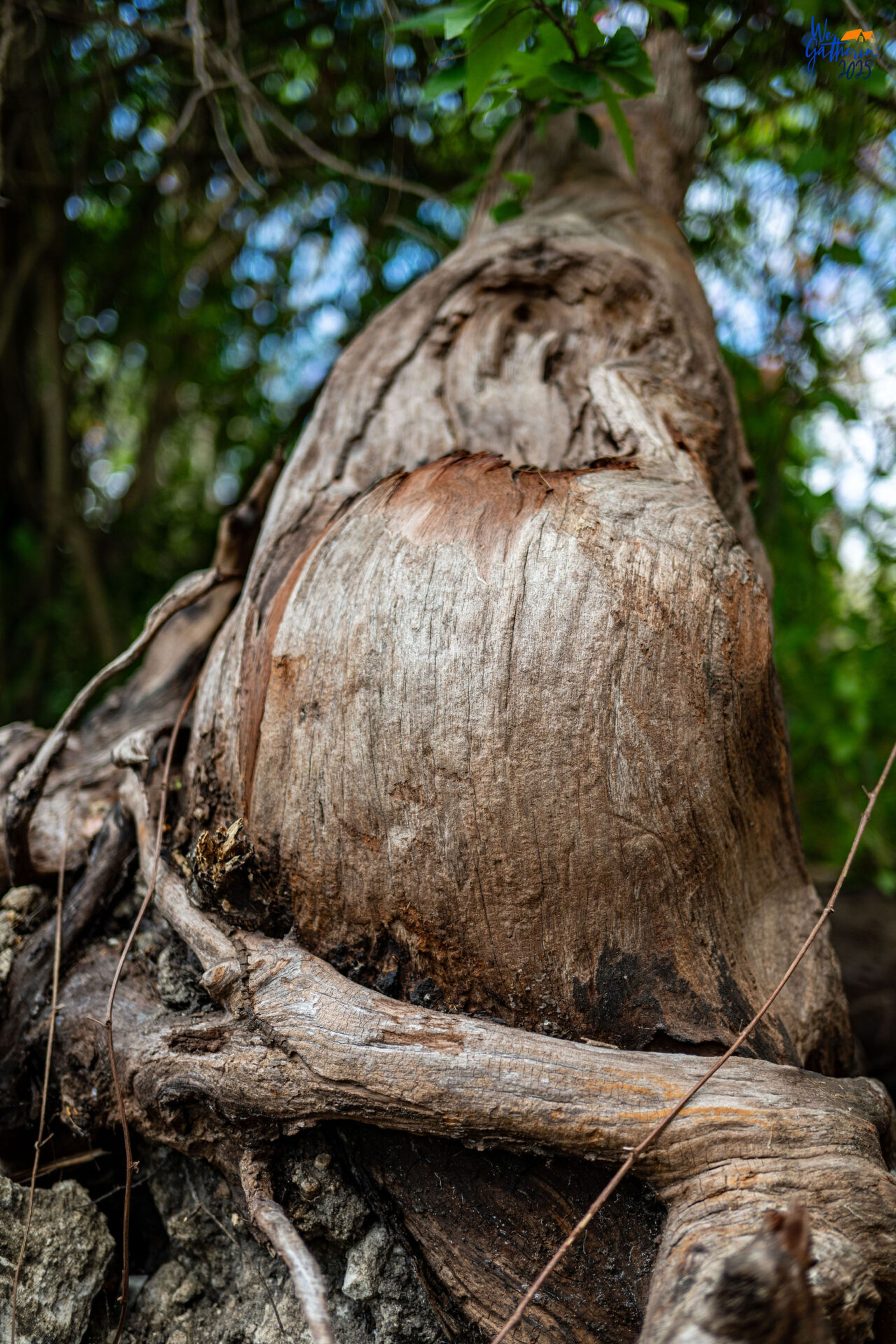 School wood carving showcase